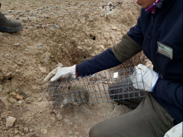 Imagen del artículo El Departament d'Acció Climàtica instal·la noves trampes per a capturar conills