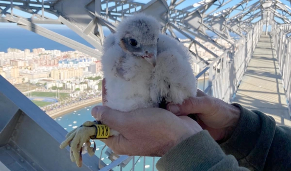 Imagen del artículo Un programa de la Junta permite el nacimiento de cuatro halcones peregrinos en la Bahía de Cádiz