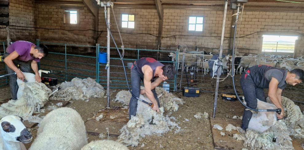 Imagen del artículo Agricultura, Ganadería y Alimentación, recogerá gratuitamente la lana de los ganaderos de ovino