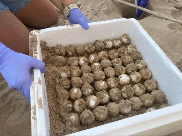 Imagen del artículo La tortuga careta nidifica per primer cop aquesta temporada en una platja de Tarragona