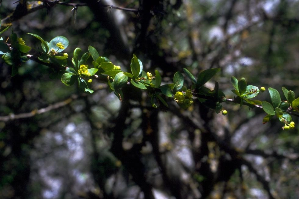 Imagen del artículo La Conselleria de Medio Ambiente logra producir 5.000 plantas de Berberis hispanica, especie en peligro de extinción