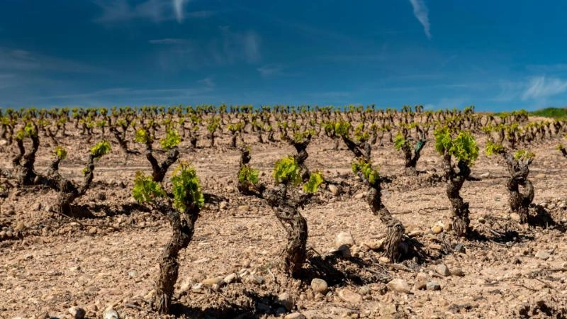 Imagen del artículo Las ayudas para compensar problemas de comercialización y pérdida de renta benefician a 619 viticultores riojanos por un importe total de 4,3 millones de euros