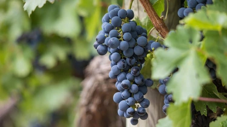 Imagen del artículo El sector dels vins i caves a Catalunya genera 3.200MEUR de volum de negoci segons un estudi d'ACCIÓ