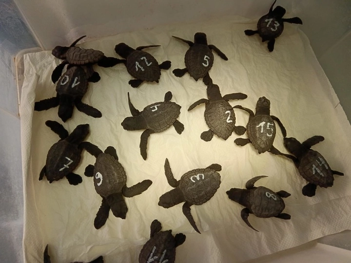 Imagen del artículo La Consejería de Medio Ambiente ultima el traslado de los 95 neonatos de tortuga boba nacidos en La Manga a los centros de cría