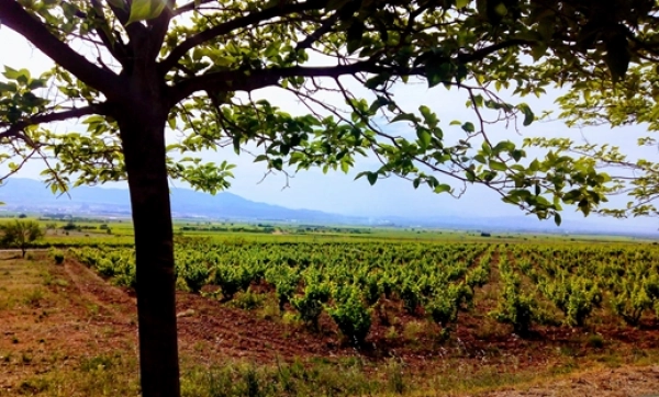 Imagen del artículo El Gobierno amplía la vigencia de las autorizaciones de plantación de viñedo por las dificultades climáticas y de mercado