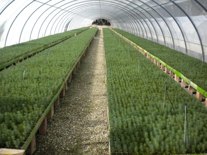 Image 1 of article El Plan de Reforestación se activa en los montes de utilidad pública de Zaragoza y Teruel