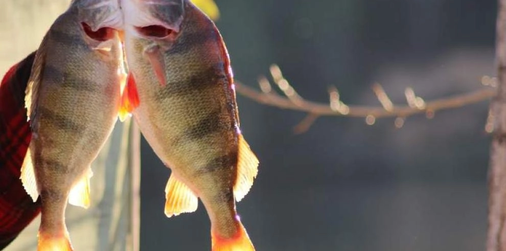 Imagen del artículo La transformación y comercialización de productos de la pesca recibe dos millones de euros