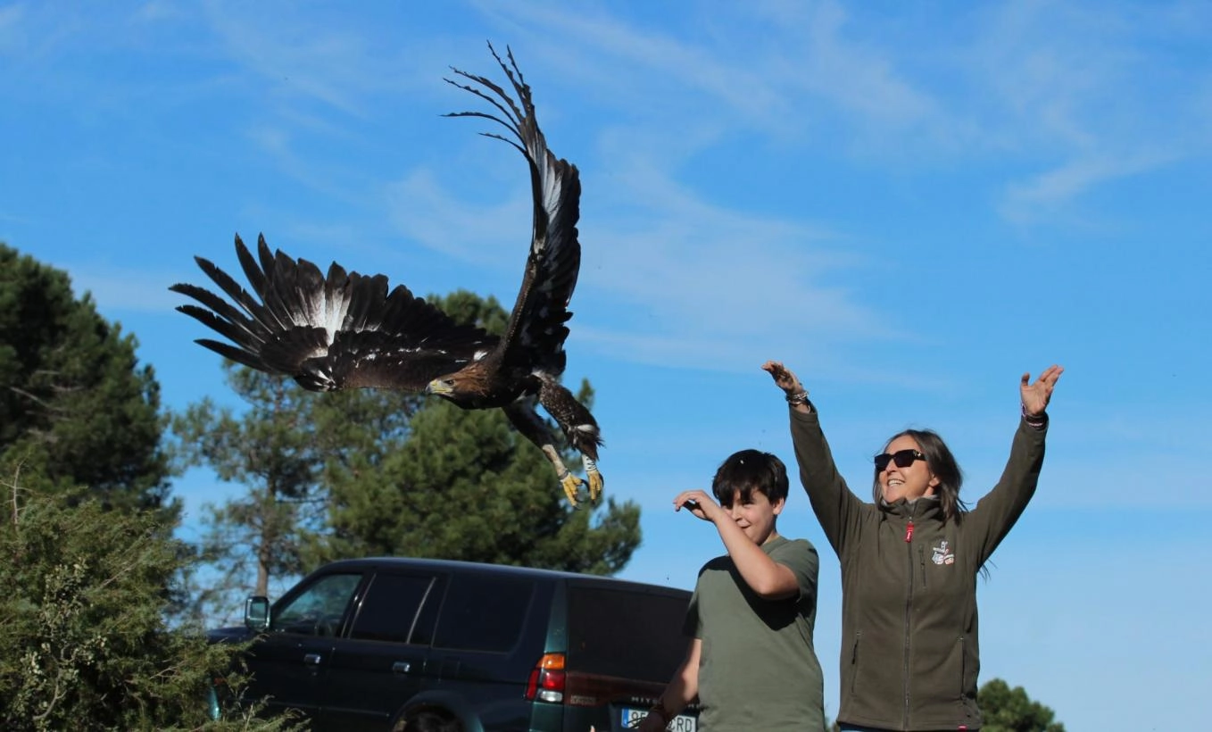 Imagen del artículo El Gobierno regional devuelve a su medio natural a cinco aves rapaces recuperadas en el CERI de Sevilleja de la Jara, dos nacidas en cautividad