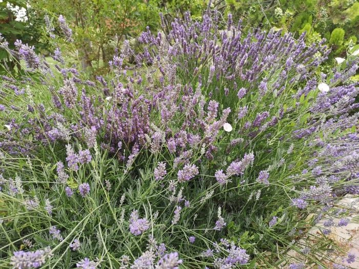 Image 1 of article El CITA pone en marcha un proyecto que promueve la creación de una cadena de valor de las Plantas Aromáticas y Medicinales en la provincia de Teruel