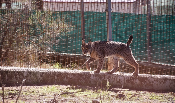 Imagen del artículo Andalucía, una historia de éxito en la conservación del lince ibérico