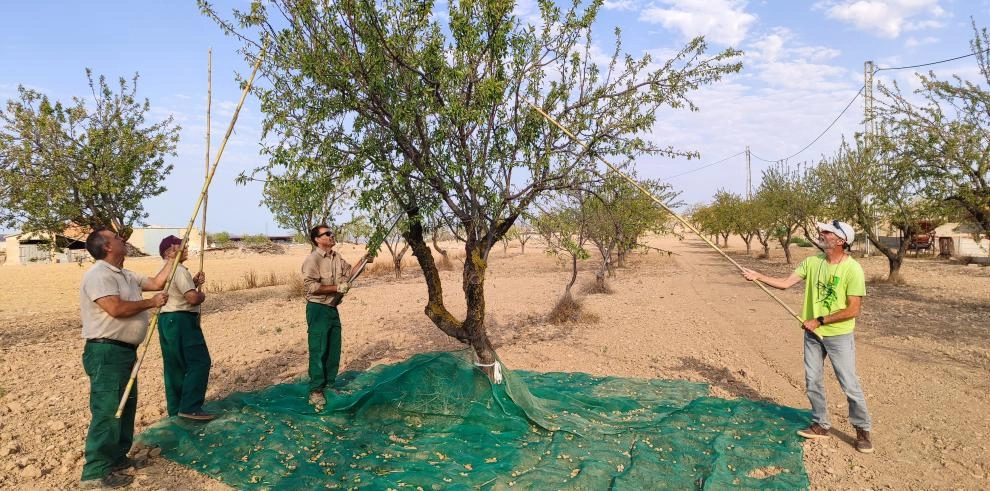 Imagen del artículo El CITA presenta los resultados del proyecto Viabilidad de sistemas mixtos de pastoreo de ovino y cultivo de almendros en condiciones de secano en Teruel (OvAl-Te)