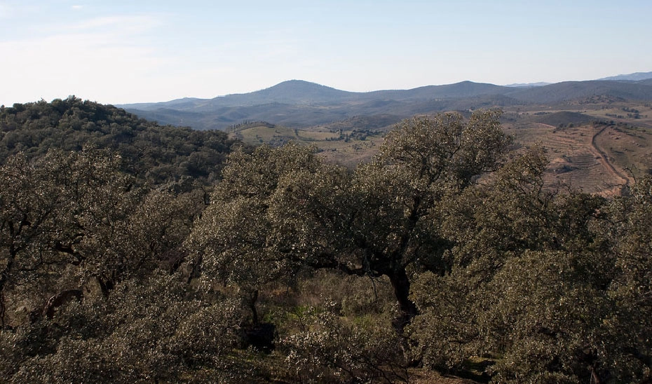 Imagen del artículo La Junta impulsa subvenciones para prevenir incendios y una gestión forestal sostenible