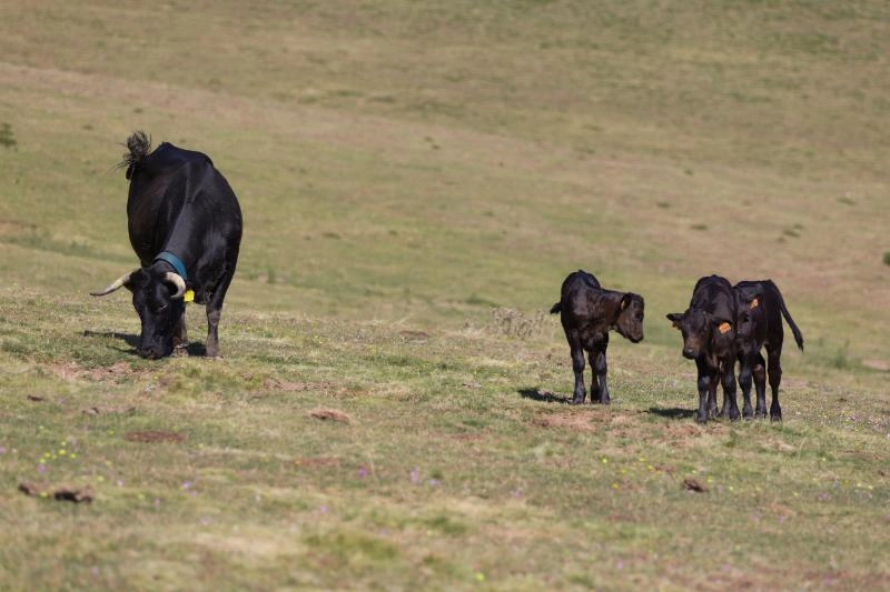 Imagen del artículo El Gobierno regional aprueba destinar 1,5 millones en ayudas para la creación o mejora de infraestructuras agrarias de carácter municipal
