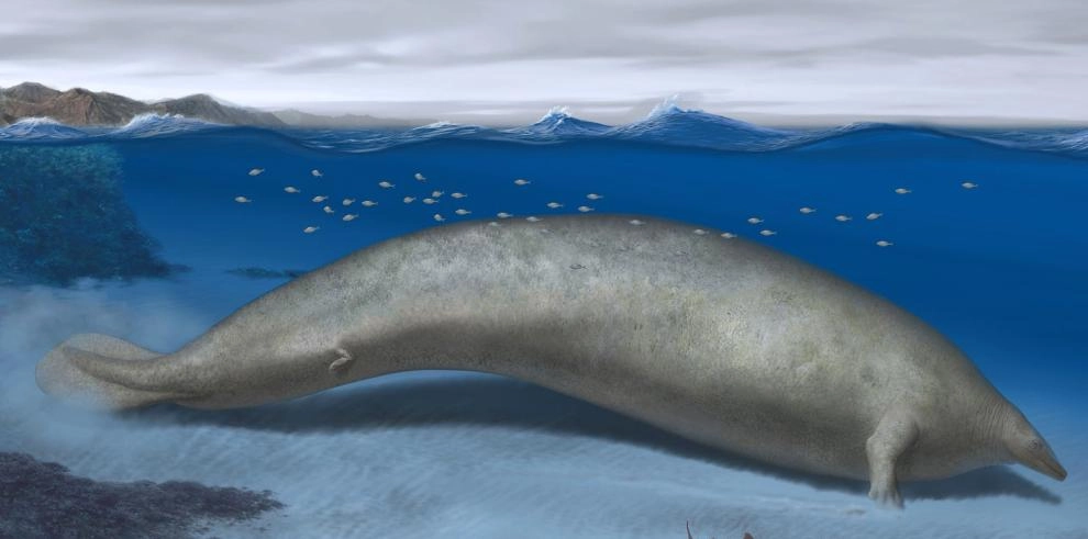 Imagen del artículo Una investigación sobre un cetáceo de Perú, que podría ser el animal con mayor peso conocido, Premio Internacional de Investigación en Paleontología 2024