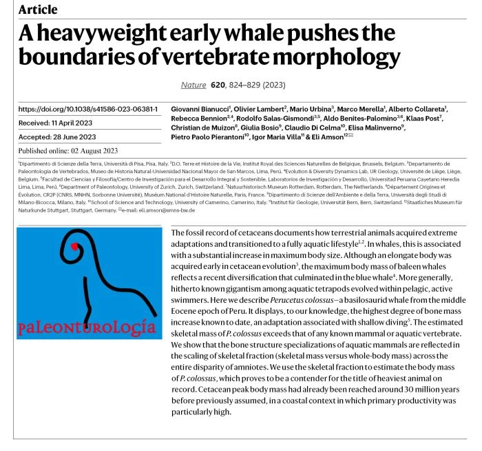 Image 1 of article Una investigación sobre un cetáceo de Perú, que podría ser el animal con mayor peso conocido, Premio Internacional de Investigación en Paleontología 2024