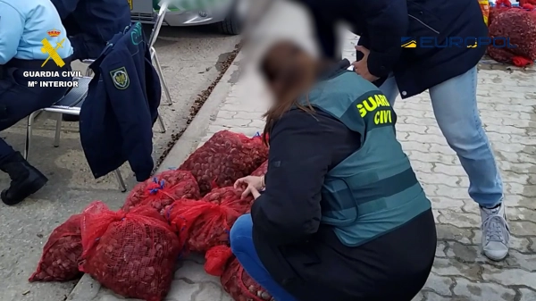 Image 0 of article incautadas 30 toneladas de moluscos pescados ilegalmente en zonas prohibidas por alta contaminación del agua