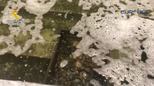 Image 1 of article incautadas 30 toneladas de moluscos pescados ilegalmente en zonas prohibidas por alta contaminación del agua
