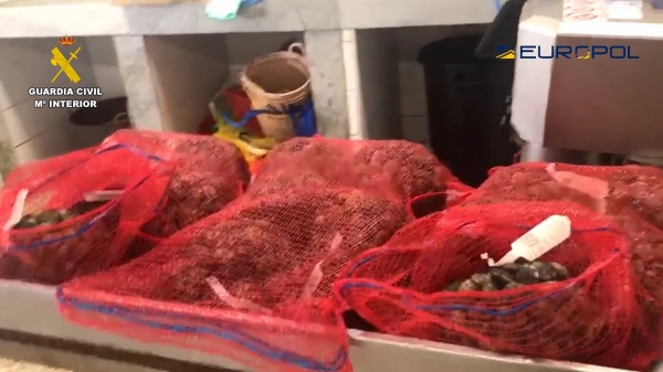 Image 2 of article incautadas 30 toneladas de moluscos pescados ilegalmente en zonas prohibidas por alta contaminación del agua