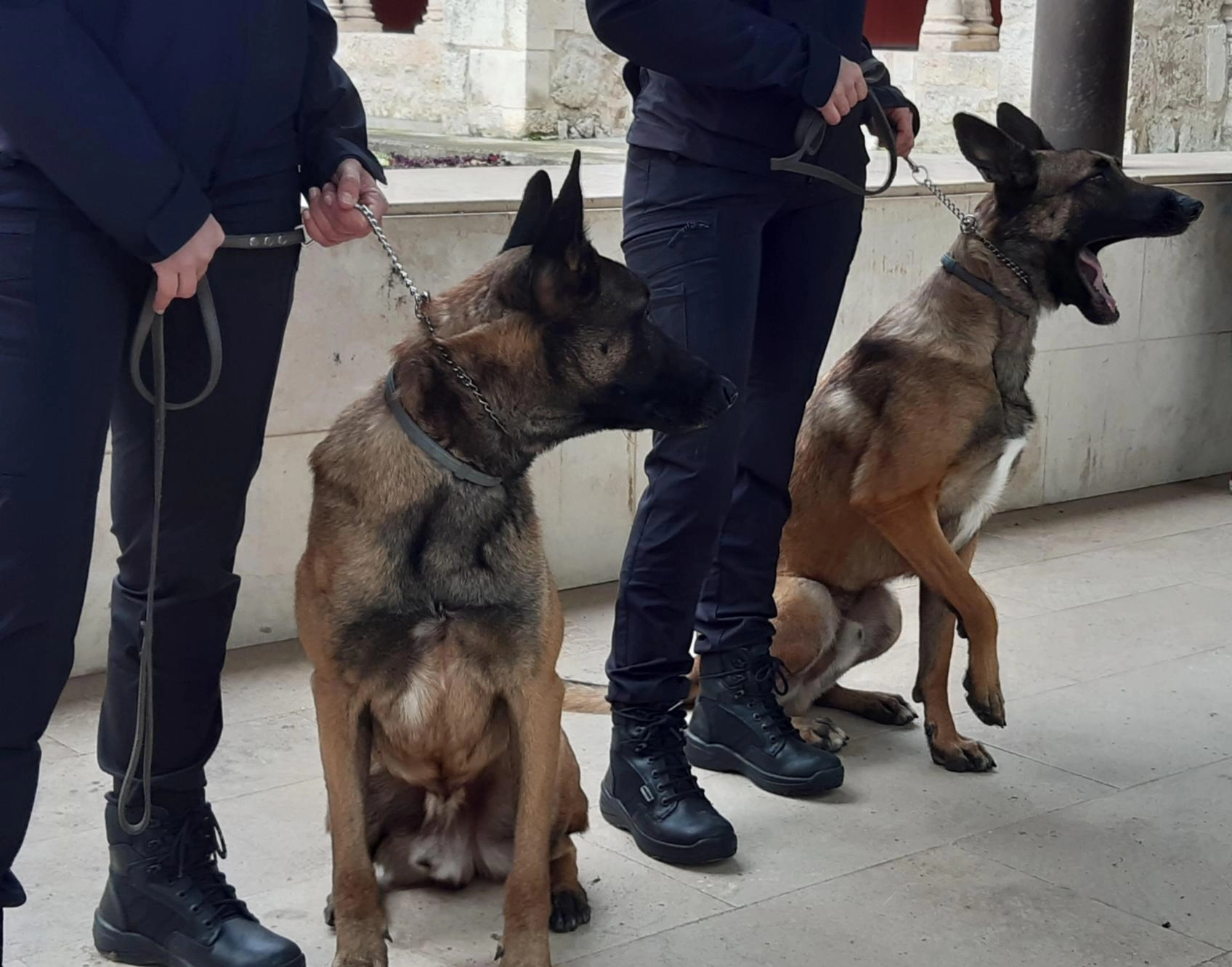 Image 0 of article Ángel Luis Ortiz destaca el potencial disuasorio de las unidades caninas para prevenir la entrada y el consumo de droga en prisión