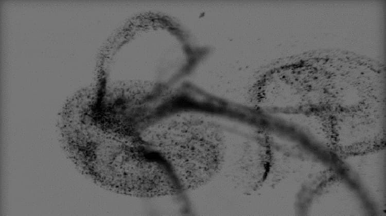 Imagen del artículo La startup catalana Nanobots Therapeutics capta 1 milió d'euros de capital privat en el primer tram de la seva ronda d'inversió llavor