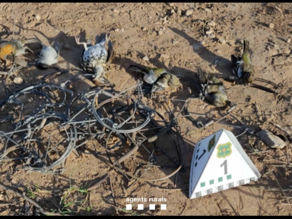 Imagen del artículo Els Agents Rurals denuncien una persona per la instal·lació en una finca privada del Montsià de 22 paranys tipus cep per capturar ocells