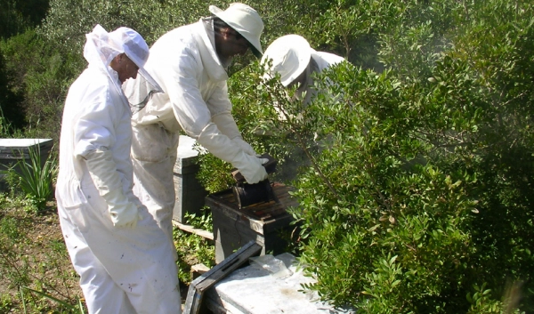 Imagen del artículo La Junta reclama una rebaja fiscal del 100% para la apicultura, gravemente afectada por la sequía