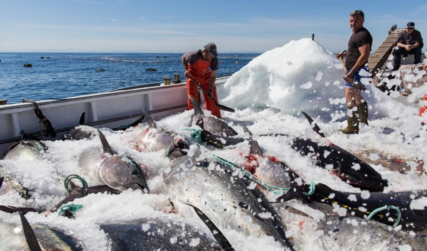 Imagen del artículo El Ifapa estudia los efectos de la temperatura de congelación en la calidad de la mojama de atún