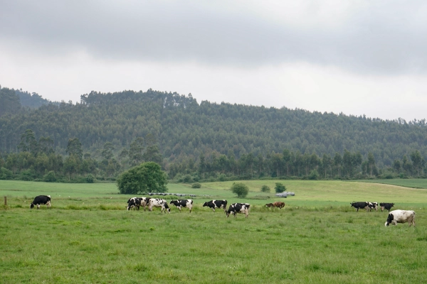 Imagen del artículo El Gobierno de Cantabria convoca ayudas para prestar servicios de asesoramiento a las explotaciones agrarias
