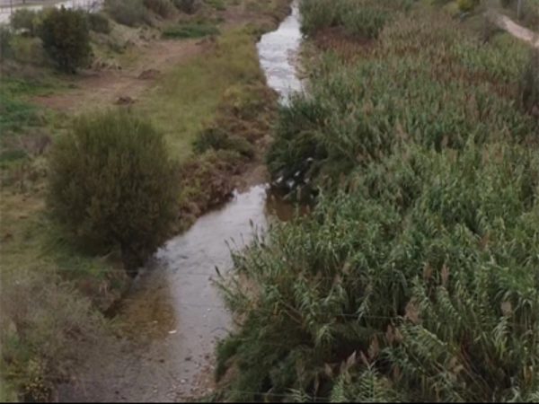 Imagen del artículo La presència de canya augmenta el coeficient de rugositat dels rius fins a tres vegades més que un bosc de ribera sa