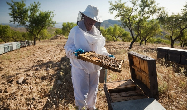 Imagen del artículo La Junta moviliza 12,5 millones en 2023 para la apicultura andaluza a través de 5.462 ayudas