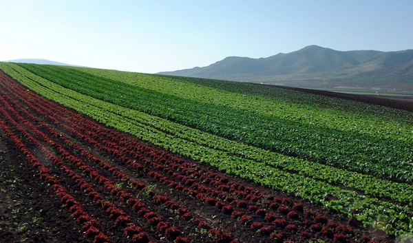 Imagen del artículo El informe anual sitúa a Andalucía líder en producción ecológica, con casi el 50% nacional