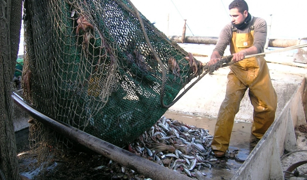 Imagen del artículo Abierto el plazo para solicitar las ayudas por paralización temporal del arrastre en Andalucía