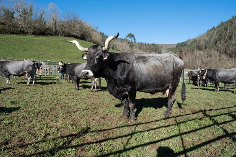 Imagen del artículo Ganadería destinará cerca de 300.000 euros para promover la cría de razas puras de ganado bovino de carne en Cantabria para 2025