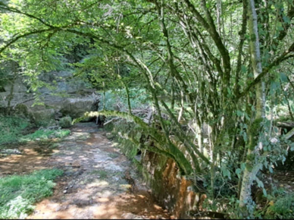 Imagen del artículo L'Agència Catalana de l'Aigua estudia les mesures per a millorar la connectivitat fluvial en un tram de la riera de Sorreigs, dins de la Xarxa Natura 2000