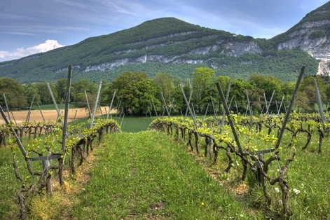 Imagen del artículo El Ministerio de Agricultura, Pesca y Alimentación activa la cosecha en verde en el sector del vino, con un presupuesto de 19,2 millones de euros