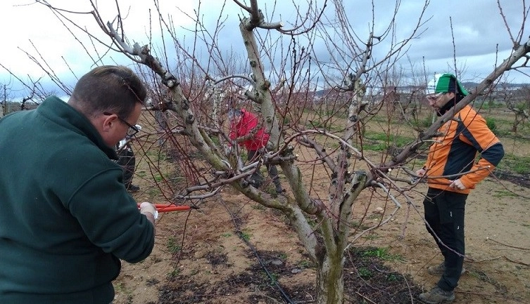 Imagen del artículo El CFMR de Villafranca de los Barros imparte un curso especializado en poda e injerto de almendro, pistacho y nogal para sacar mayor rendimiento a estos cultivos