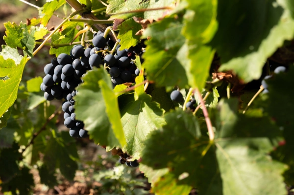 Image 1 of article Medio Rural destina 6,5 M€ para a elaboración e comercialización de produtos vitivinícolas e para fomentar a súa promoción en terceiros países