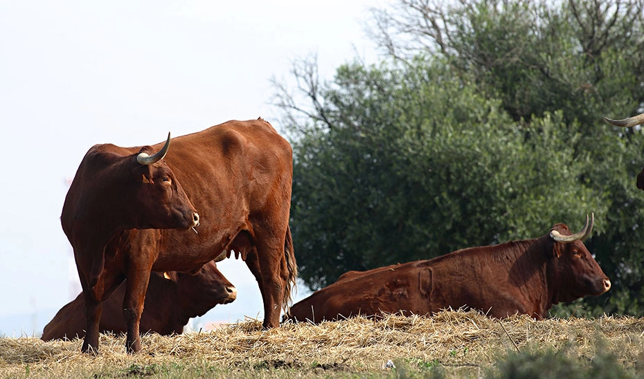Imagen del artículo La Junta apoya la labor de las asociaciones de criadores de ganado con cerca de dos millones en ayudas