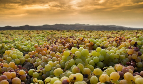 Imagen del artículo Andalucía mejora la caracterización de sus vinos tradicionales con Denominación de Origen