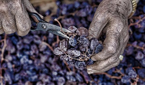 Imagen del artículo La Junta destina ayudas por 3 millones de euros para la modernización del sector vitivinícola