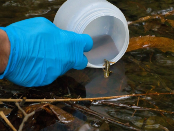 Imagen del artículo Reintroduïts més de 350 exemplars de tritó del Montseny al seu hàbitat natural per ampliar-ne la seva distribució