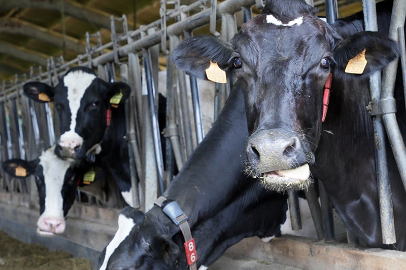 Imagen del artículo Desarrollo Rural convoca las ayudas a ganaderos para pruebas diagnósticas, vacunaciones y medidas sanitarias