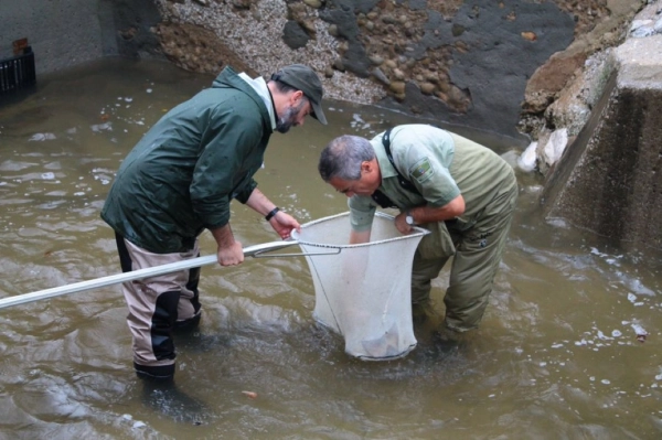Imagen del artículo El Gobierno de Cantabria expedirá los permisos para sobrantes de salmón los días 12, 13, 14 de marzo