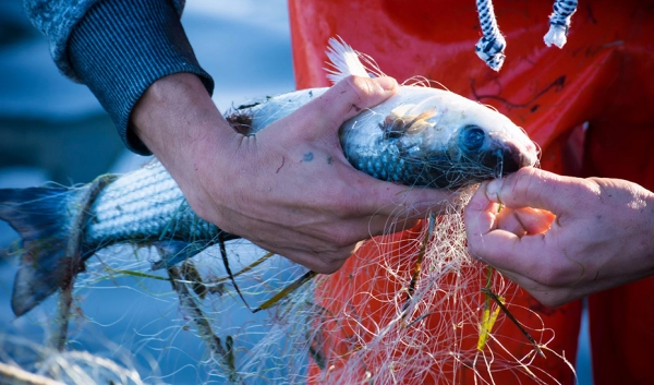 Imagen del artículo Carmen Crespo califica el recorte para la pesca en el Mediterráneo como un jarro de agua fría