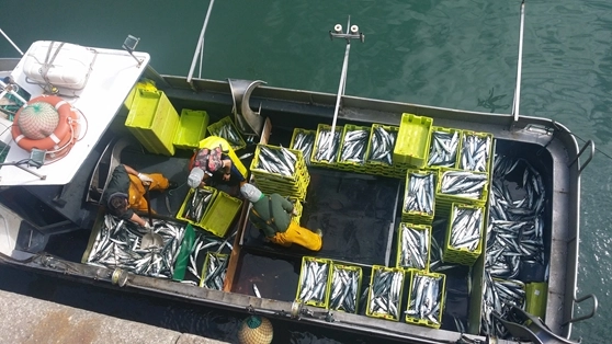 Imagen del artículo El Ministerio de Agricultura, Pesca y Alimentación incrementa la cuota disponible de caballa norte y el tope diario de captura tras la reapertura de la pesquería