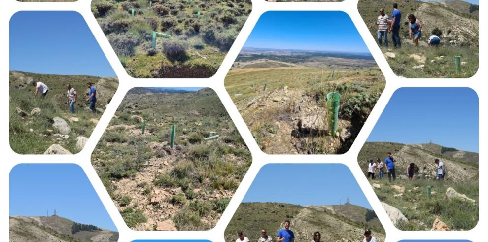 Imagen del artículo El 'Bosque AST' sirve para completar el sello 'Calculo-Reduzco-Compenso' para combatir el cambio climático