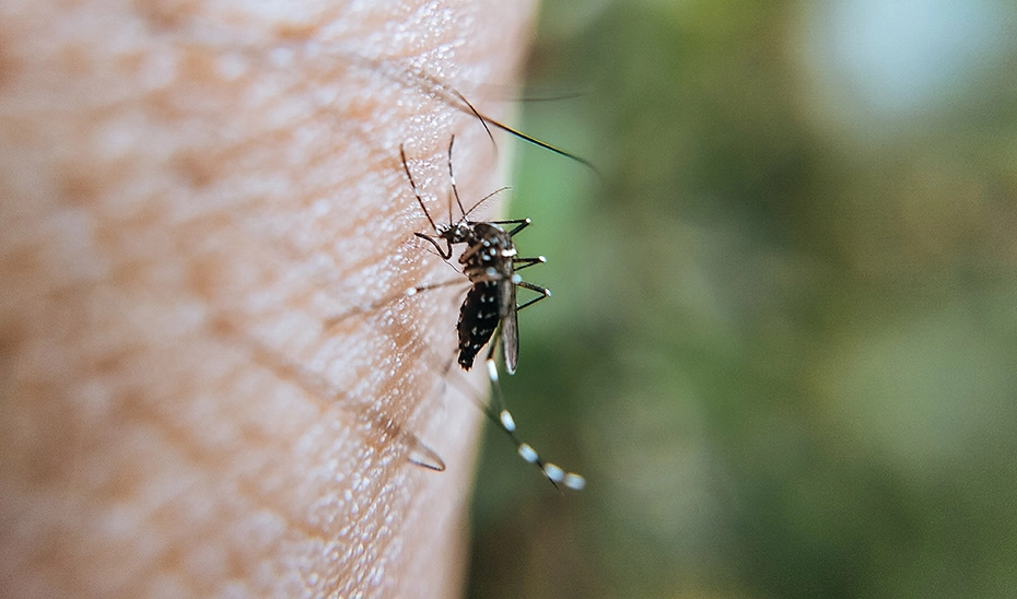 Imagen del artículo Cerca de 50.000 mosquitos transmisores de Virus del Nilo capturados en Andalucía durante 2023