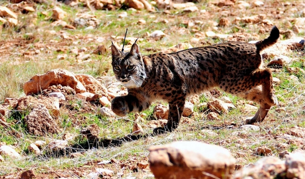 Imagen del artículo Concluye la primera fase de reintroducción del lince en Sierra Arana con la suelta de tres ejemplares