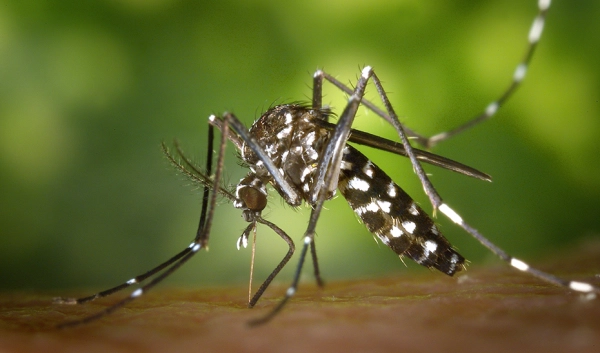 Imagen del artículo Salud vigilará la presencia de mosquitos en 110 municipios para prevenir el Virus del Nilo