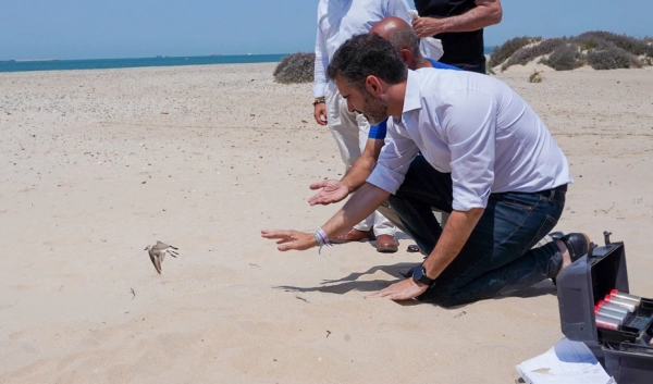 Imagen del artículo Junta, Universidad y entidades colaboran para salvaguardar dos aves protegidas en Cádiz
